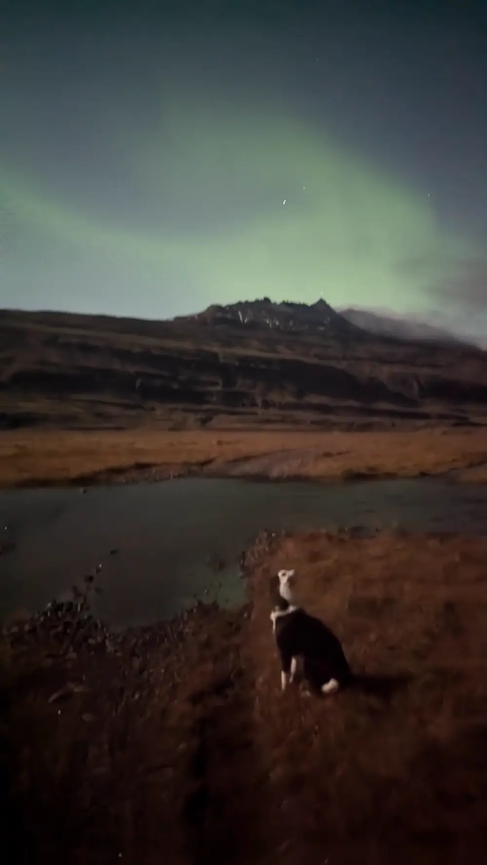 A dog sitting at the edge of a dark hillside beneath a green aurora