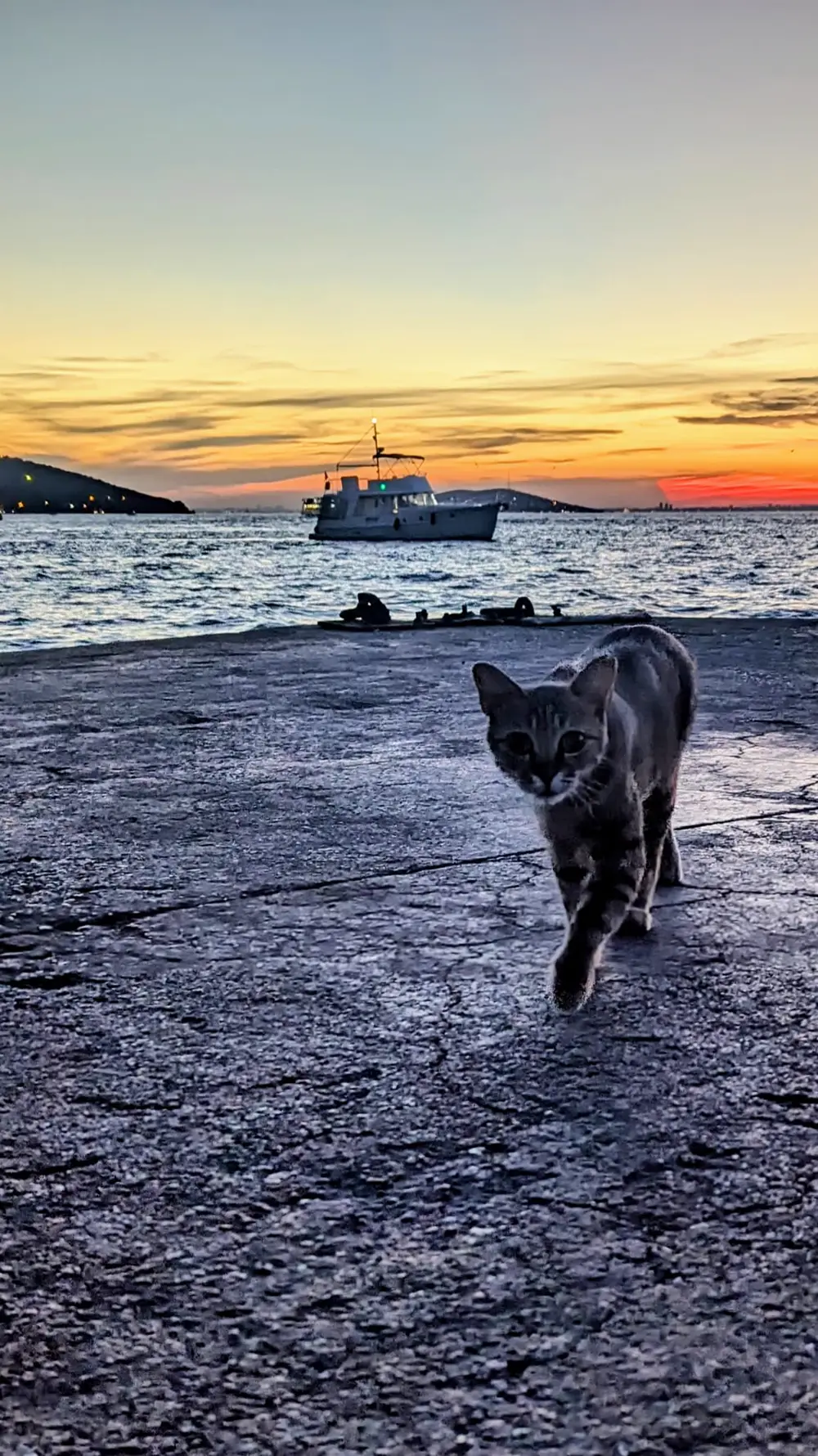 A black cat walking along a stony shore at sunset, a boat on the water behind