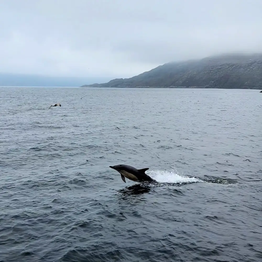 A dolphin breaking the surface of a wide grey sea below a misty headland