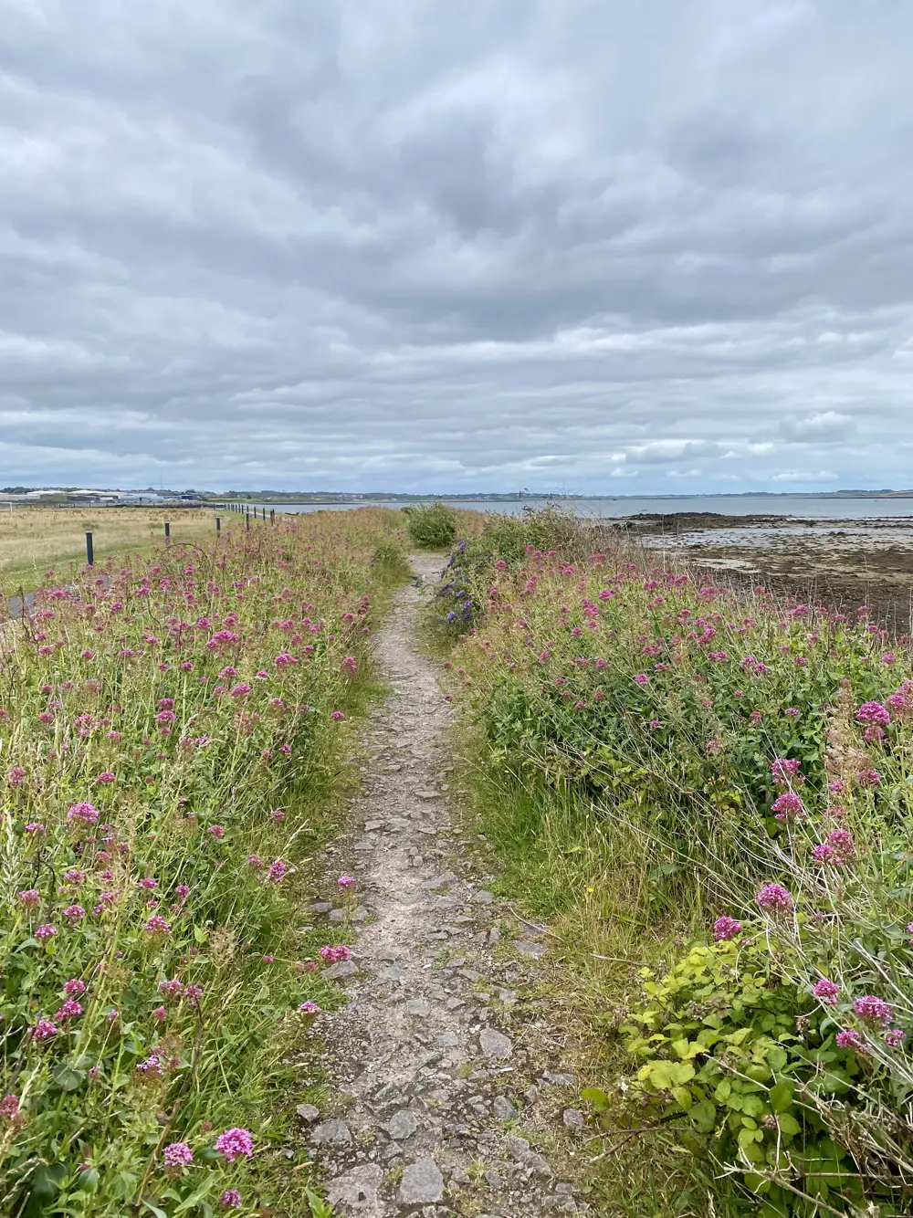A path through pink valerian along the coast