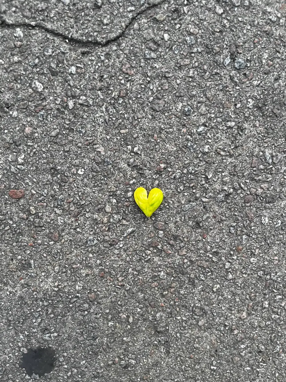 A single yellow petal shaped like a heart, lying on wet tarmac