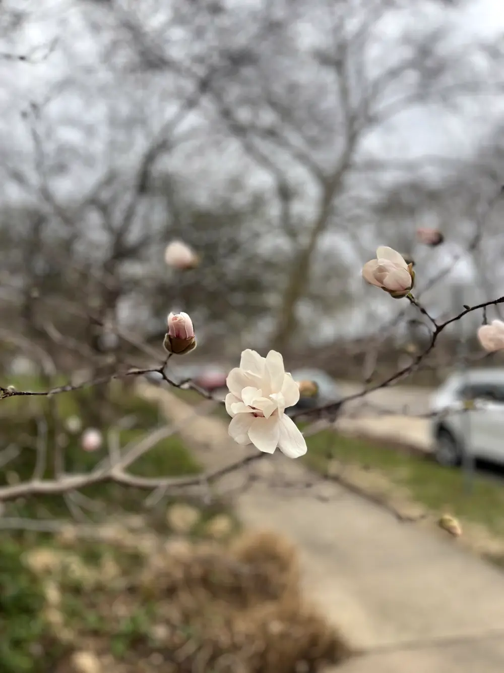 Magnolia buds opening on a bare branch beside a suburban path