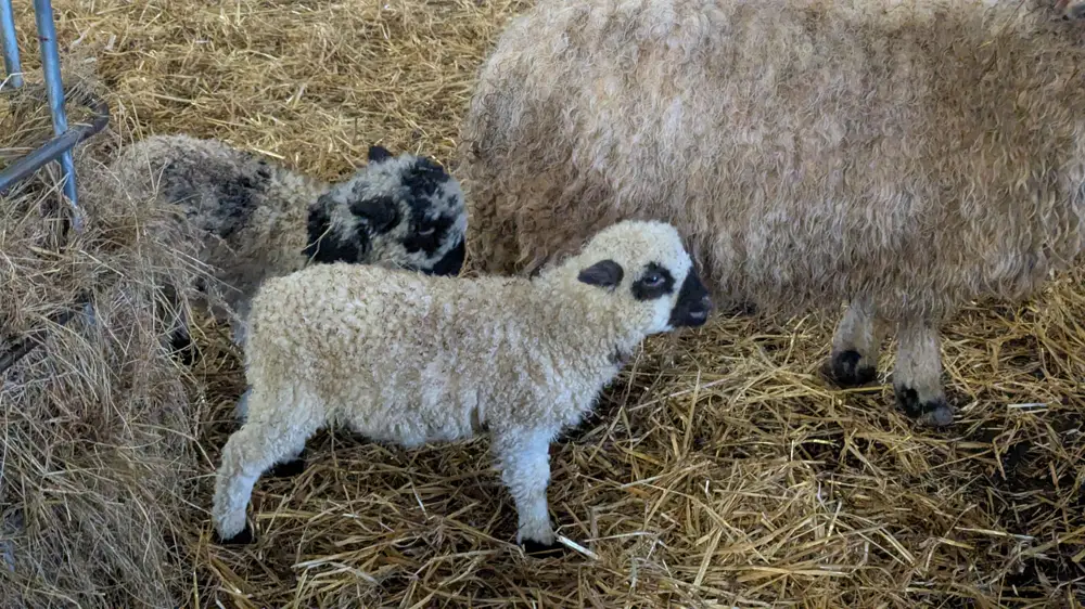 A ewe and two lambs standing on straw in a barn