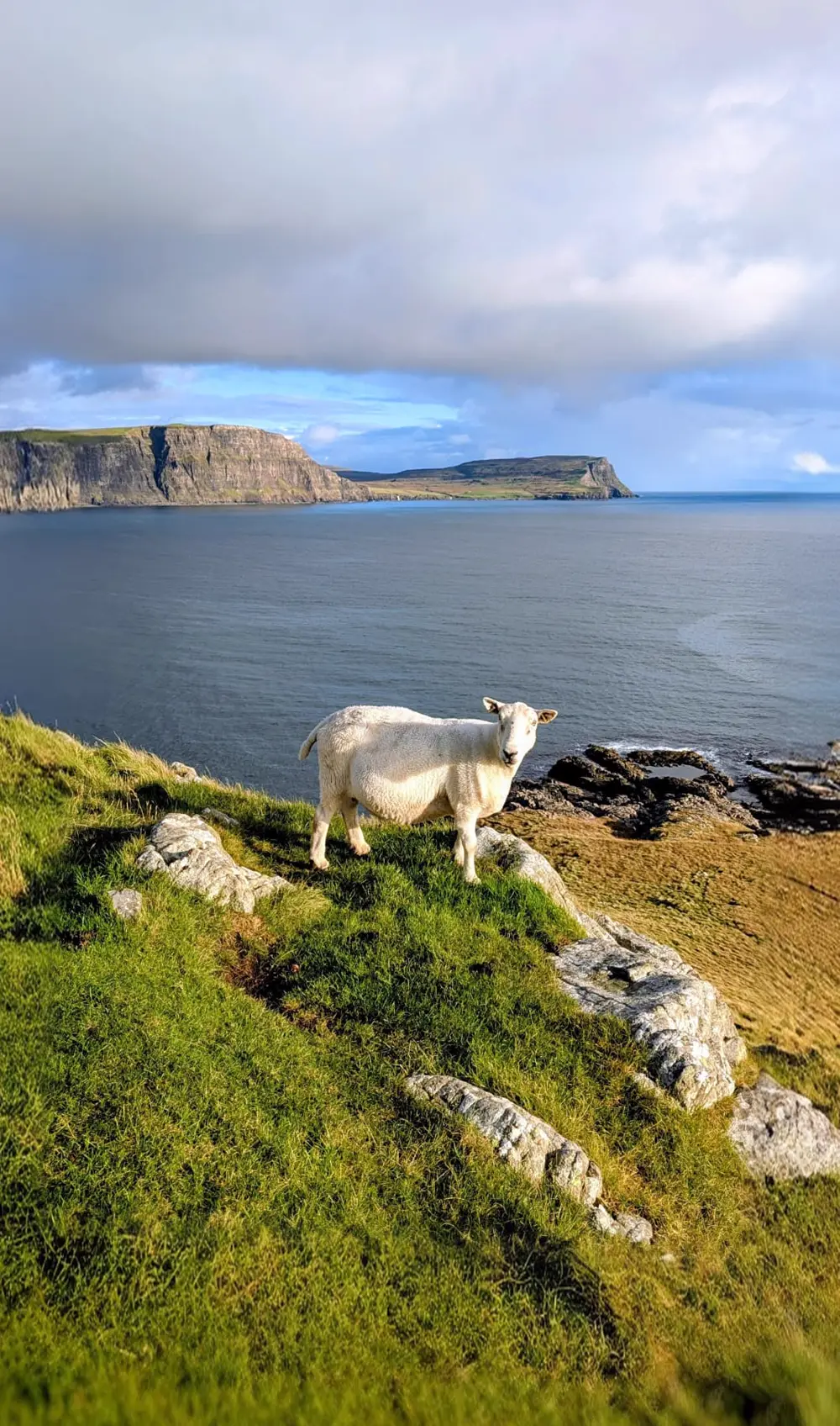 A sheep standing on a clifftop above a bay, a headland in the distance